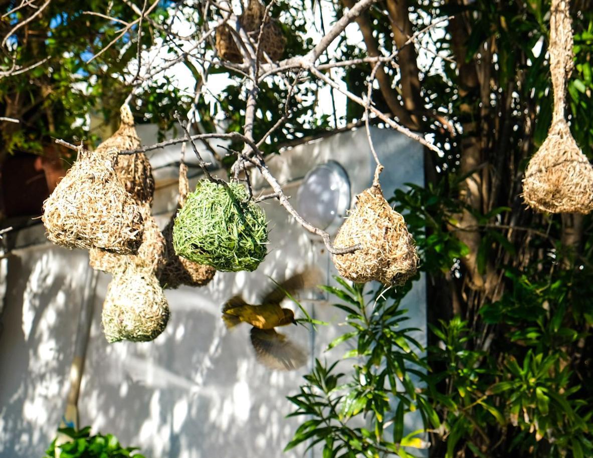 Admiralty Bed & Breakfast Muizenberg Ngoại thất bức ảnh